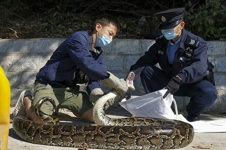 Dalam foto yang disediakan oleh Ken Lee, kiri, Lee meletakkan seekor Python Burma sepanjang tiga meter yang baru saja dia ambil, ke dalam tas kain yang dipegang oleh seorang polisi, di desa Tai Pak Tin, di distrik New Territories pedesaan Hong Kong pada 1 Des , 2020.