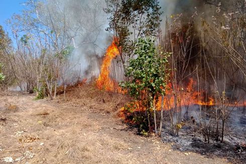 40 Hektar Hutan dan Lahan di Flores Timur Terbakar, Dipicu Pembersihan Lahan