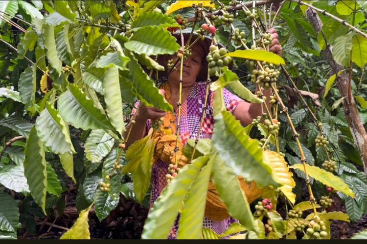 Warga di Kampung Seed Agung, Kecamatan Muting, Kabupaten Merauke, Papua, saat mengolah tanaman kopi, Jumat (22/7/2022)