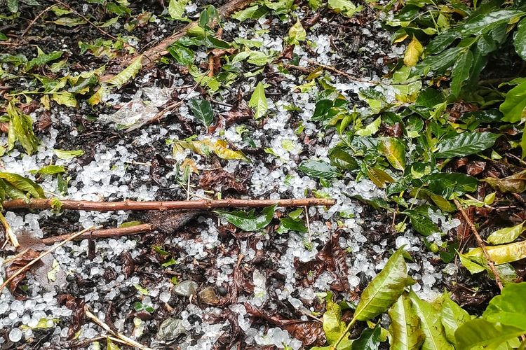 Hujan Es Landa Aceh Tengah, Rusak Tanaman Warga