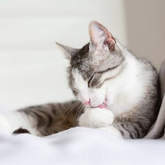 alasan kucing menjilati kakinya setelah makan.