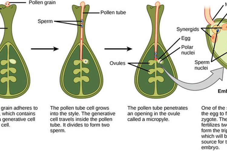 Pada Tumbuhan Ganda Angiospermae Terjadi Peristiwa