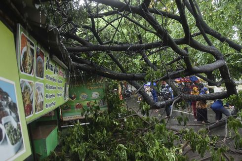 Cuaca Ekstrem di Jabodetabek, Pohon Tumbang Terpa Mobil dan Dua Orang Luka Tertimpa Atap Kanopi 