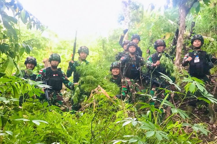 Prajurit Satgas Pamtas RI-PNG Yonif 126/KC kembali menemukan ladang ganja siap panen seluas lima Hektar yang berada di pertengahan antara Kampung Paitenda-Banda, Distrik Waris, Kabupaten Keerom, pada Selasa (12/7)