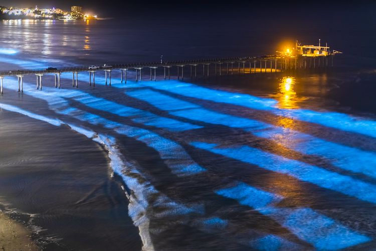 Bioluminesensi Biru, fenomena yang memungkinkan makhluk hidup untuk menghasilkan cahaya alami melalui reaksi biokimia khusus. 