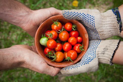 Berkebun Sayur, Asyiknya Menyiapkan Sajian dari Pot Hingga Piring