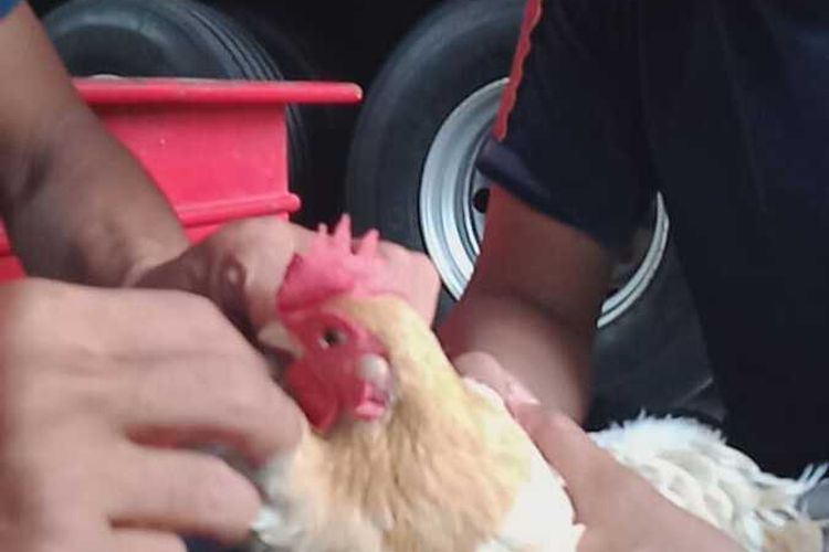 Petugas Damkar Kota Yogyakarta saat mengoperasi bagian leher ayam untuk mengeluarkan kail pancing, Minggu (5/3/2023)