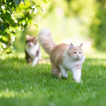 Ilustrasi kucing jantan mengejar kucing betina di taman.