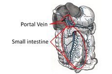 Vena Portal Hepatica, Pembuluh Darah yang Banyak Mengandung Glukosa