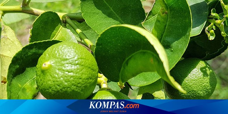 Tips Menanam Jeruk Limau Di Dalam Pot, Tidak Sulit Halaman All - Kompas.com