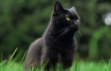 Ilustrasi kucing di halaman rumah, kucing buang air di halaman rumah.