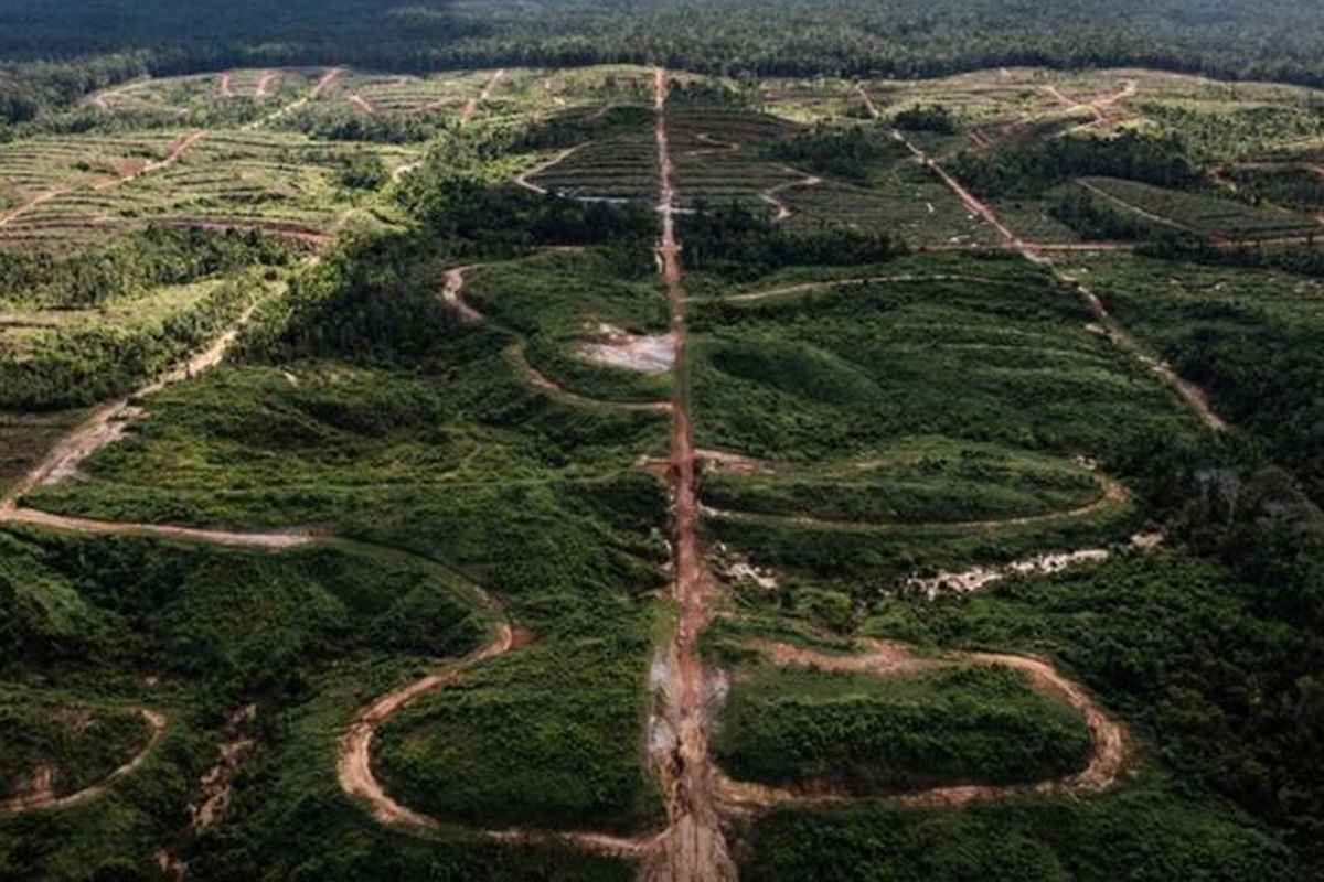 Tak jauh dari hutan adat Petrus, hamparan hutan telah berganti menjadi petak-petak perkebunan kelapa sawit. Foto diambil tahun 2018.