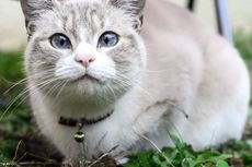 Bahaya Pemakaian Kalung ke Leher Kucing yang Jarang Diketahui