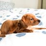 6 Penyebab Anjing Suka Mencakar Seprai dan Cara Menghentikannya