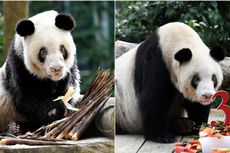 Panda Bernama Xin Xing Mati sebagai Pahlawan Setelah Melahirkan 36 Anak ke Dunia