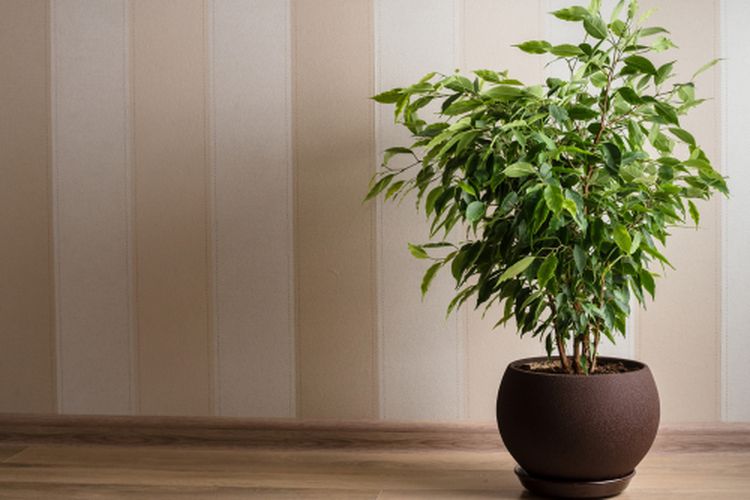 Weeping fig atau ficus benjamina bisa menjadi pilihann tanaman hias untuk menyejukkan ruangan.