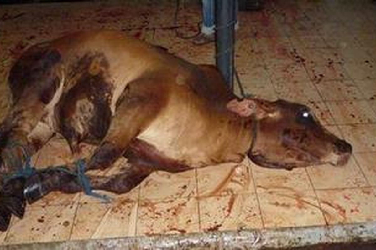 Sebuah foto dari Animals Australia yang menunjukkan seekor ternak asal Australia disiksa sebelum akhirnya dibunuh di sebuah rumah potong hewan di Indonesia.