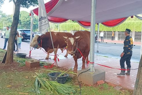 Wapres Ma'ruf Amin Serahkan Sapi Kurban Miliknya dan Jokowi ke Masjid Istiqlal