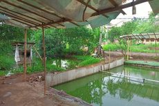 Cerita Warga yang Tercebur Saat Hendak Buang Air di Jamban Apung di Setu Tangsel