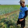 Cerita Petani Cirebon yang Cari Rongsok karena Sawahnya Terdampak El Nino