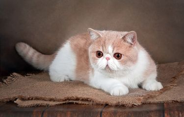 Ilustrasi kucing exotic shorthair.