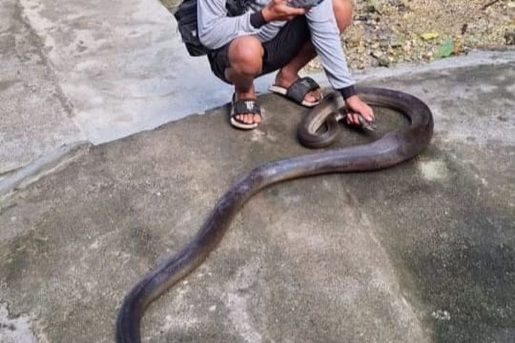 Sareja Pernah Tangkap Si Raja Piton alias Olive Phyton Sepanjang 3 Meter di Jayapura