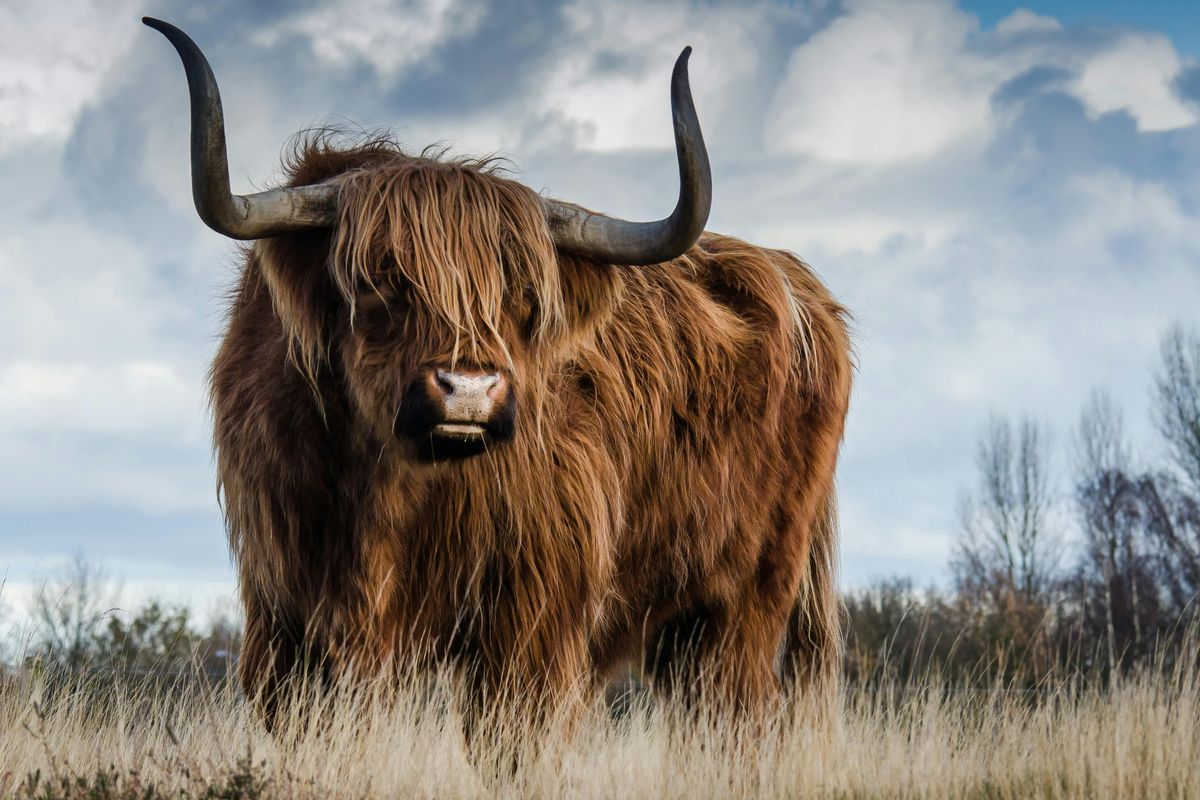 Ilustrasi Taurus.
