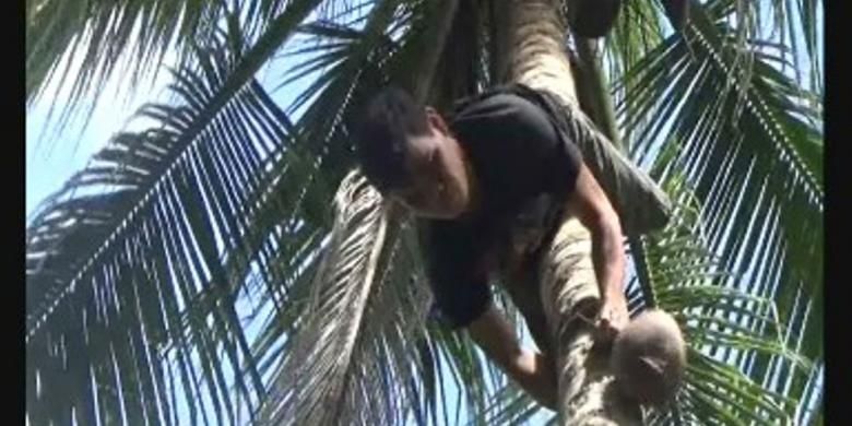 Pria Tunanetra Ini Bisa Memanjat Pohon Kelapa Dengan Posisi Terbalik Halaman All Kompas Com Pria Tunanetra Ini Bisa Memanjat Pohon Kelapa Dengan Posisi Terbalik Halaman All Kompas Com