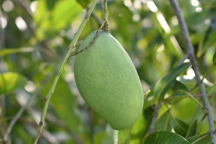 Ilustrasi pohon mangga harum manis. 