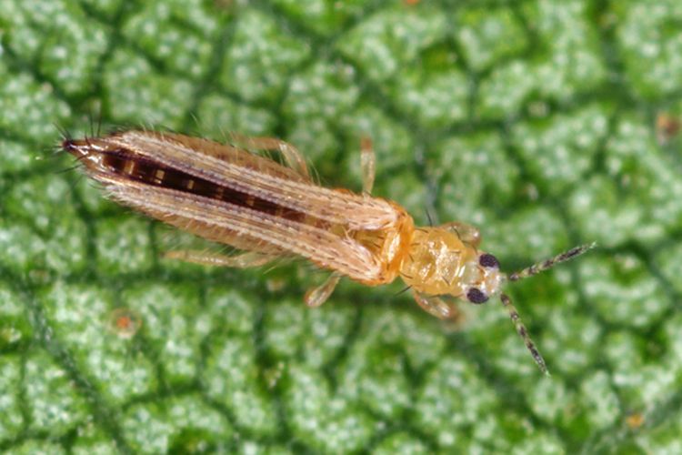 Ilustrasi hama thrips pada tanaman. 