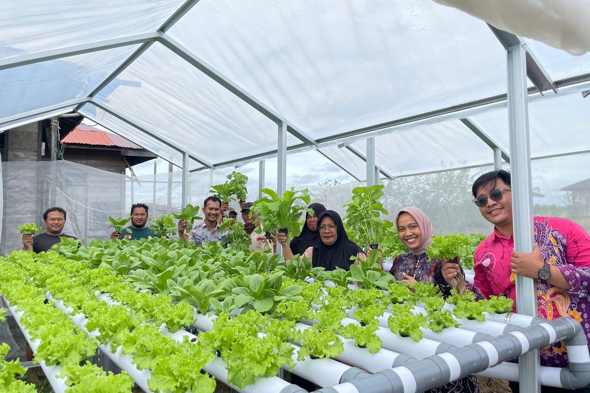 Pelatihan dan pendampingan budidaya sayuran hidroponik.