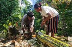 Kekeringan, Ratusan Warga di Sikka Konsumsi Air dari Batang Pisang