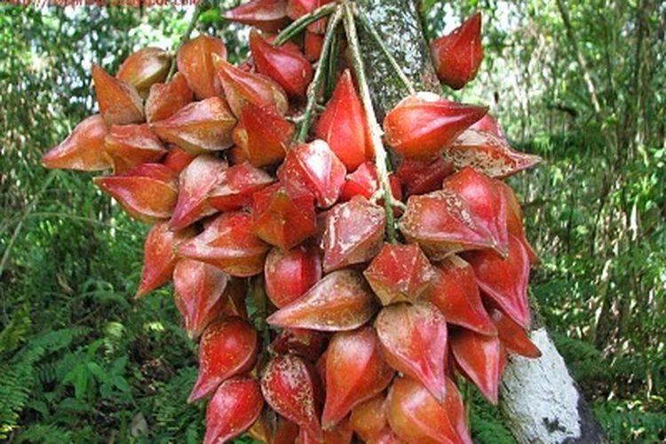 Belimbing darah, buah langka khas Kalimantan.

