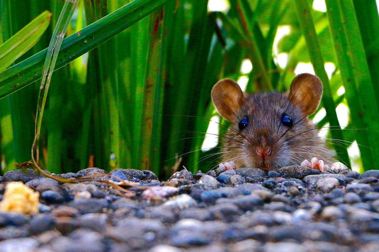 Ilustrasi tikus di halaman rumah. 