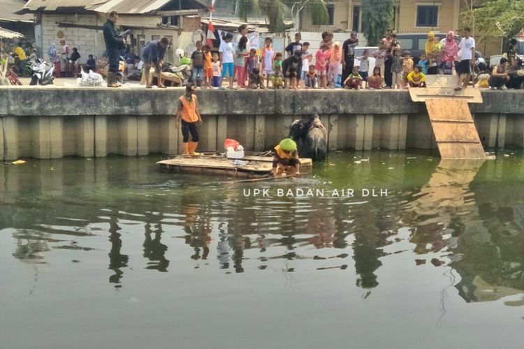 Sejumlah petugas berupaya mengevakuasi sapi yang tercebur di Kali Angke, Selasa (21/8/2018).