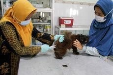 Hewan-hewan Penular Rabies di Pasar Barito Jaksel Bakal Disuntik Vaksin