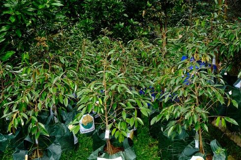 5 Ciri Benih Durian Berkualitas, dari Bentuk Daun sampai Kondisi Benih