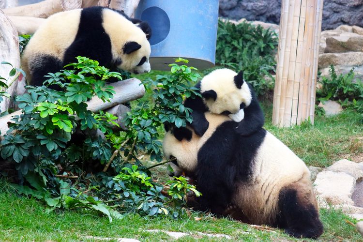Panda di Macao Giant Panda Pavilion.