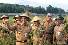 Saat Gubernur Anies Panen Padi dengan Pakaian Dinas...