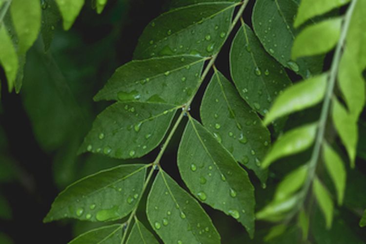 Ilustrasi tanaman daun kari atau tanaman daun salam koja