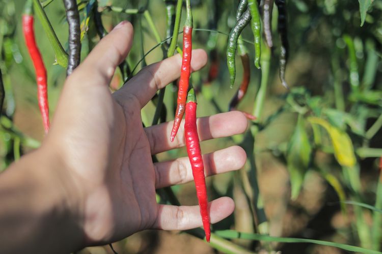 Ilustrasi tanaman cabai merah keriting. 