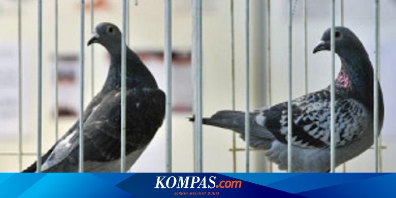 China Masih Tahan Ratusan Merpati Balap