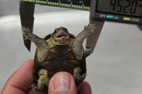 Tunggu 20 Tahun, Kura-kura Meksiko Ini Ditetapkan Sebagai Spesies Baru