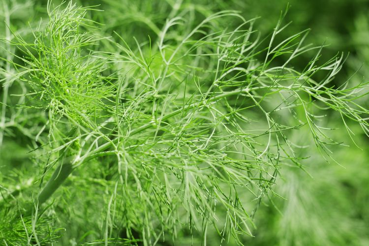 Ilustrasi tanaman adas. 