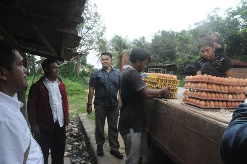 Biang Kerok Anjloknya Harga Telur Ayam Menurut Peternak