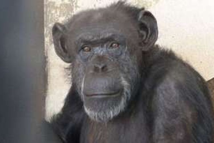 Cecilia, simpanse yang dibebaskan dari kebun binatang Mendoza, Argentina.