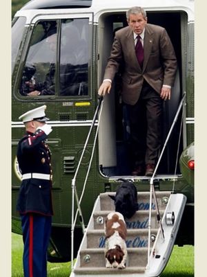 Presiden ke-43 AS George W. Bush tiba kembali di Gedung Putih bersama hewan peliharaannya, Spot (depan) dan Barney (belakang) pada 20 Oktober 2002. (AFP/Tim Sloan)