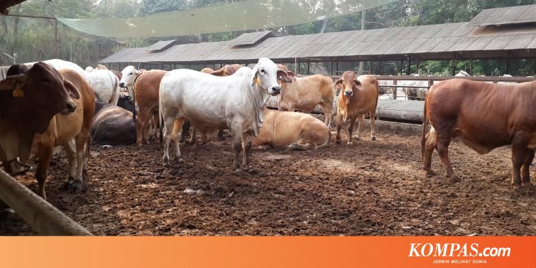 Ini 6 Negara Penghasil Daging Sapi Terbesar Di Dunia Halaman All