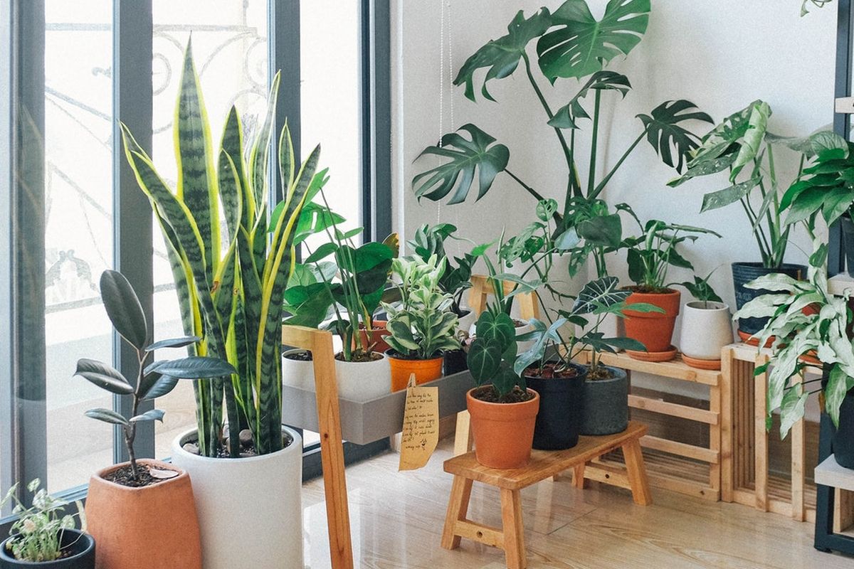Ilustrasi tanaman hias indoor, tanaman hias di dalam ruangan. 