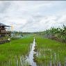 Cegah Kebakaran Hutan, Food Estate di Kalteng Disebut Kementan Jadi Role Model Nasional